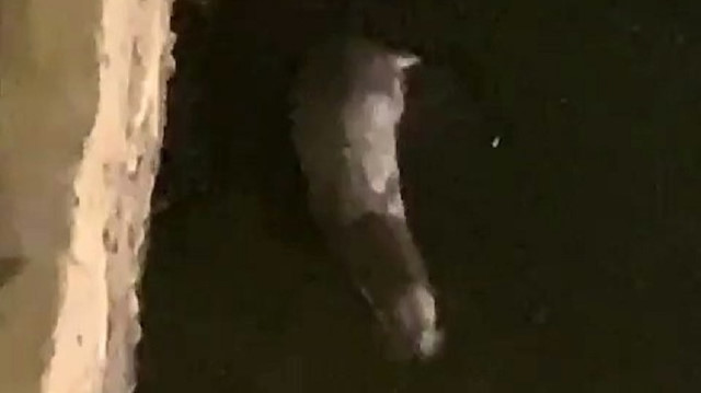 Görüntüde su samurunun kıyıya geldiği ve yemek aradığı görülüyor.