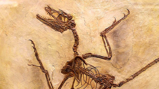 Microraptor fosili (Arşiv).