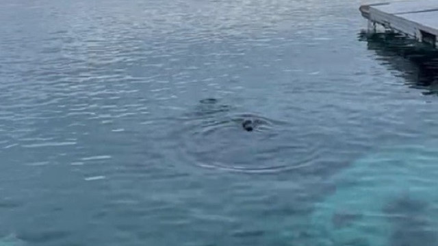 Akdeniz foku Bodrum'da ortaya çıktı