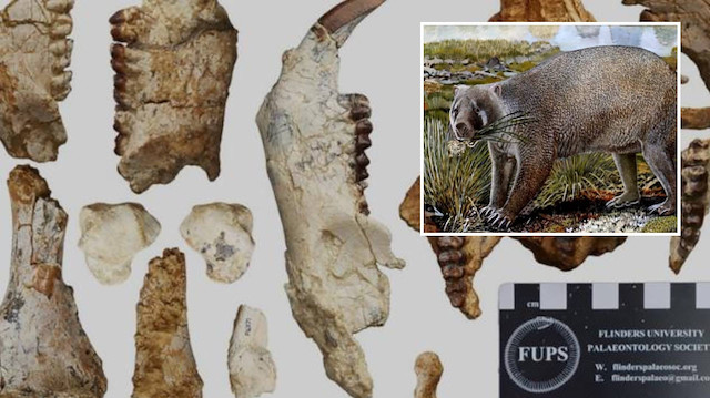 Avustralya'da 25 milyon yıl öncesine ait bir tür keşfedildi