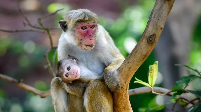Sri Lanka, Çin'e olan borcunu maymun vererek ödedi