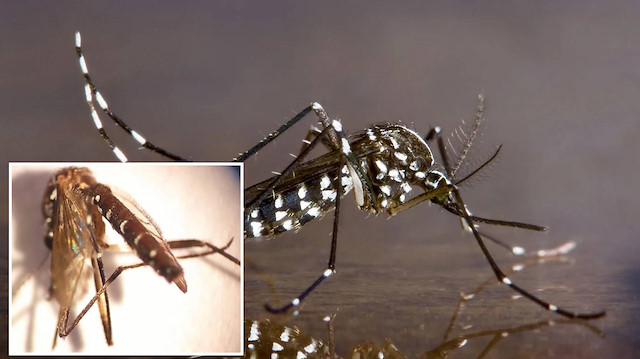 Uzmanlar uyardı: Asya kaplan sivrisineğinin en çok yaşadığı yer belli oldu