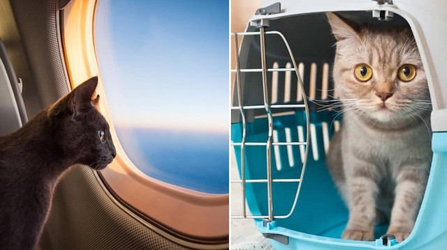 Uçakta kedi krizi: Kabin memurunu mahkemeye verdi