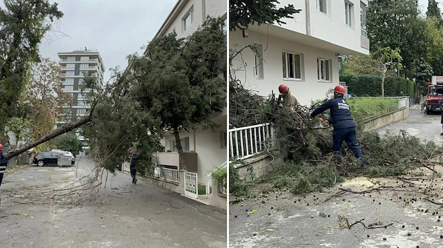 Kadıköy'de bir ağaç fırtınanın etkisiyle binanın üzerine devrildi