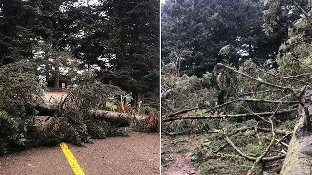 Bolu'da kuvvetli rüzgar: Tabiat parkındaki ağaçlar devrildi