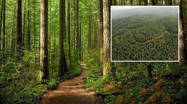 Ankara'da ormanlık alanlara girişler yasaklandı