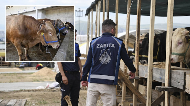 Umuma açık yerlerde kurban kesene para cezası uygulanacak