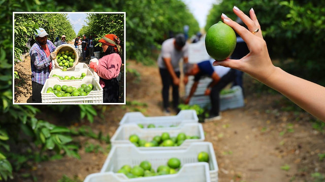 İhracat durduruldu: Limon stokçularının oyunu ortaya çıktı
