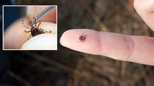 Kırım Kongo Kanamalı Ateşi (KKKA) nedir, belirtileri nelerdir?