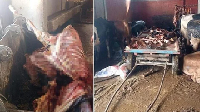 Piyasaya süreceklerdi: Ekipler tonlarca at eti ele geçirdi, 4 at son anda kurtarıldı
