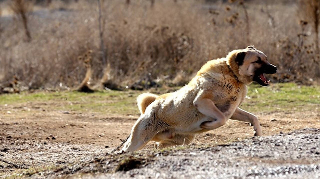 İtalya 'Sivas Kangalı'nı konuşuyor: Saniyeler içinde etkisiz hale getirdi