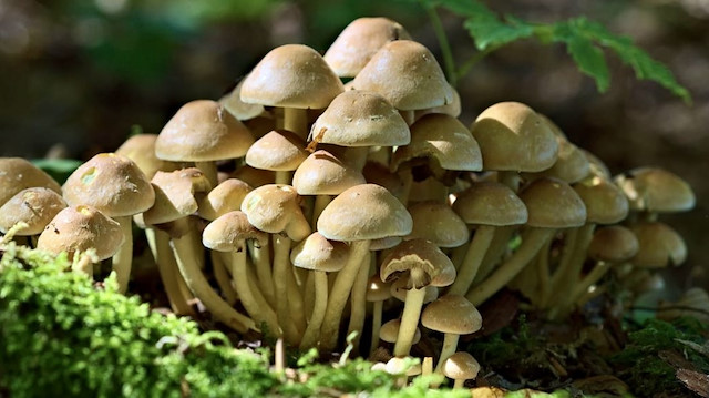 'Zehirli mantar' yemeği 3 can aldı: 'Yabani mantar daha lezzetli' diye savunma yaptı