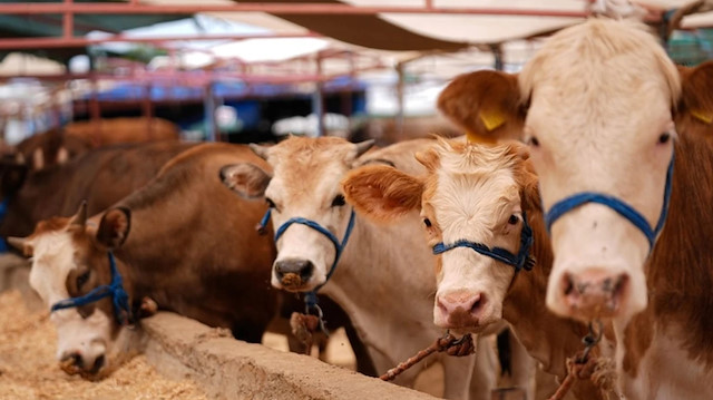 Kurban kesim ücretleri belli oldu: İşte 2025 kurban kesim ücretleri
