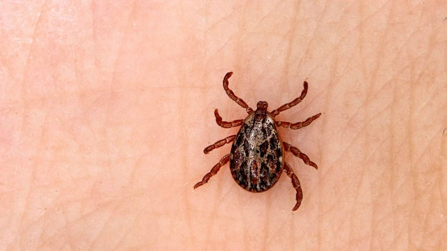 Dün Kayseri ve Sivas'ta iki kişi hayatını kaybetmişti... Kene Çorum'da bir can daha aldı