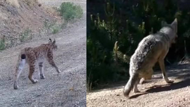 Çankırı’da nadir türler fotokapana yakalandı
