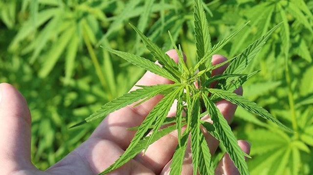 Eczanelerde kenevir satışı yasallaşıyor: Yeni dönemin kapısı aralanıyor