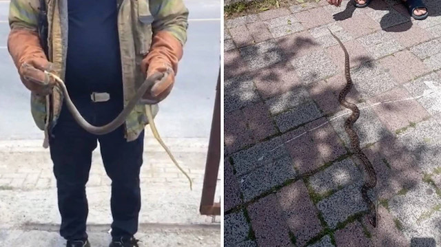 İstanbul'un üç ilçesi için alarm verildi: Uzmanlardan 'öldürmeyin' uyarısı