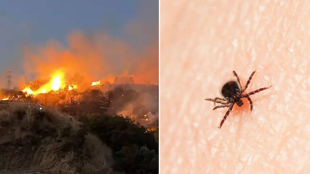 Bir tuhaf yangın: 120 dönüm alan kene yüzünden yanmış