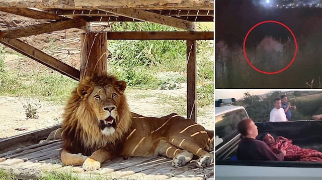 Antalyalılar diken üstünde: Kaçak aslan şehri ayağa kaldırdı I Ekipler giriş çıkışları kapattı