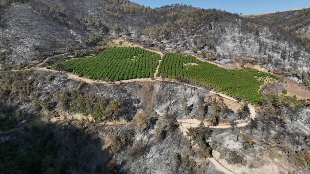 Bursa'da şaşırtan görüntü: Sadece o alan yanmadı