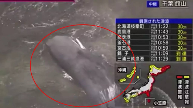 Japonya'da tsunami alarmı: Balinalar kıyıya vurdu