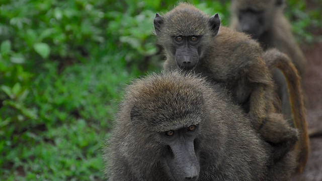 Almanya’daki hayvanat bahçesinde katliam: Babunları öldürerek etçil türlere yem ettiler