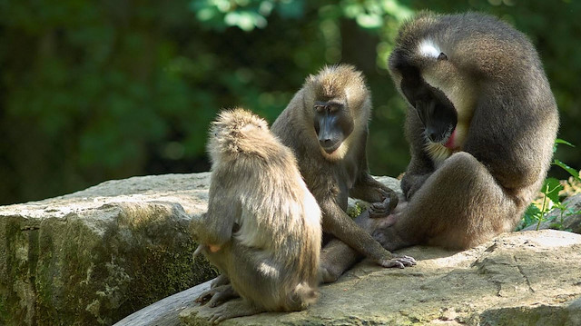 Almanya’daki hayvanat bahçesinde katliam: Babunları öldürerek etçil türlere yem ettiler