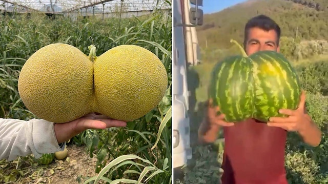 Bilecik’te hasat edilen ikiz kavun ve karpuz görenleri hayrete düşürdü