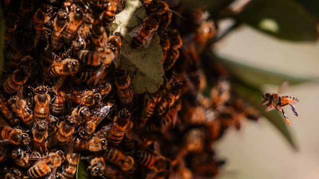 Nükleer silah üretim tesisinde tehlike çanları: Radyoaktif yaban arısı yuvası bulundu