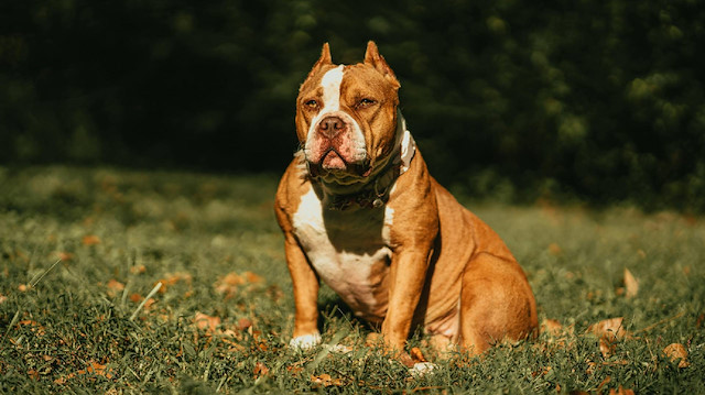 Evin köpeği tarafından saldırıya uğradı: 7 yaşındaki çocuk acil müdahaleye alındı