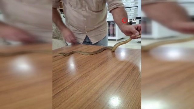"Kanka" dediği 2 metrelik yılanı böyle boynuna doladı
