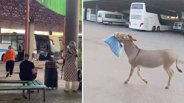 Edirne Otogarı’nda ilginç anlar: Dubaları çalmasıyla nbilinen eşek bu defa otobüs şoförünün yastığını çaldı