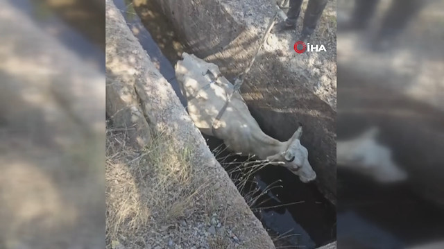 Sulama kanalına düşen inek 5 saatte kurtarıldı
