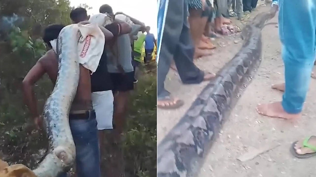 Evin bahçesinde korku dolu anlar: 8 metrelik dev piton çıktı