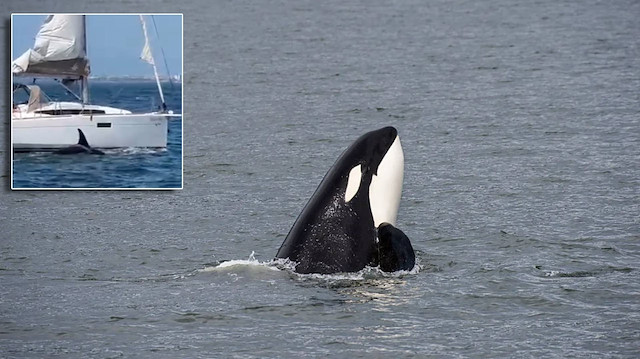 Okyanusun ortasında ölümle burun buruna: Orkalar turist yatını batırdı, 5 kişi son anda kurtarıldı