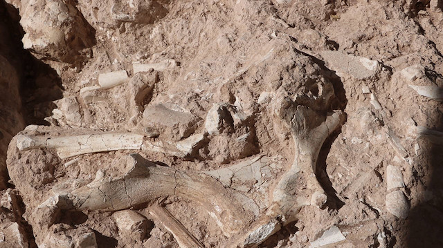 Kayseri'de tarihi buluş: Dünyaya yeni bir tür tanıtabiliriz