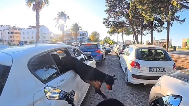 Trafikte şaşırtan anlar: Köpeği arabadan atladı, fren yapmadan peşinden koşunca olanlar oldu