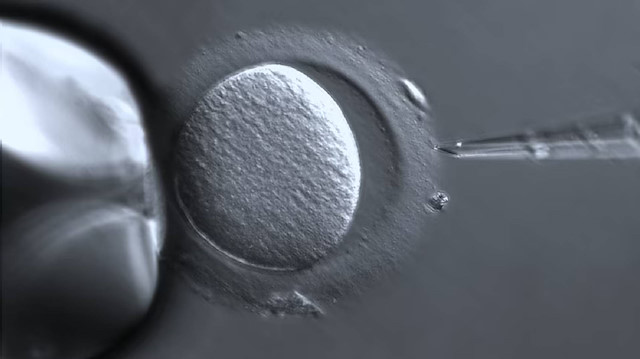 Deri hücresinden insan yumurtası üretildi: Kısırlık tedavisinde yeni ufuk