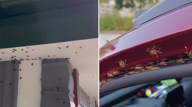 Evler ve araçlar tehdit altında: Karadeniz'in kabusu oldu... Vatandaşlar isyan etti