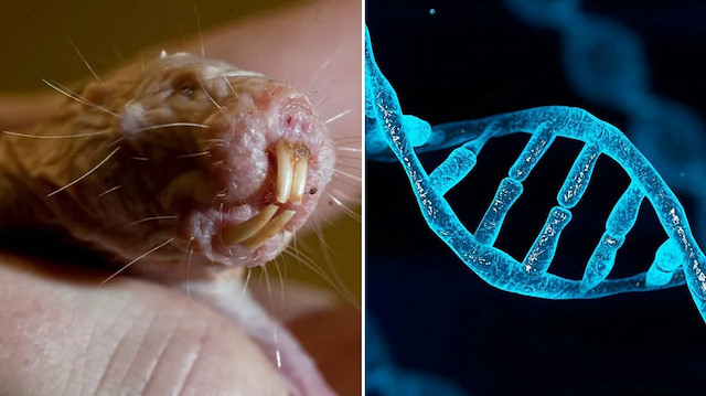 Araştırmacılar açıkladı: Uzun yaşamın sırrı hangi hayvanın DNA’sında gizli?