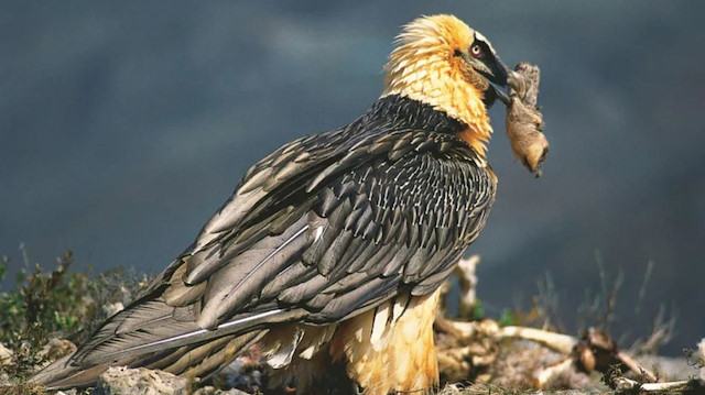 Yuva yapımında kültürel hazine: Sakallı akbabalar insanlık tarihine ışık tutuyor
