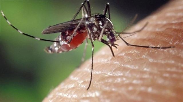Sivrisinekler tekrar tehdit haline mi geliyor? 6 yıl sonra ilk chikungunya vakası