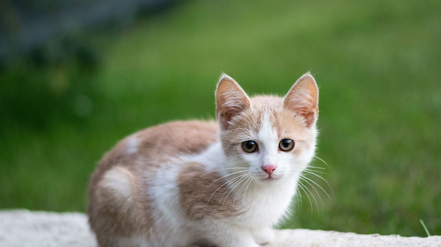 Isparta’da korkunç olay: ‘Bağlama büyüsü’ için sokak hayvanlarının uzuvlarını kestiler