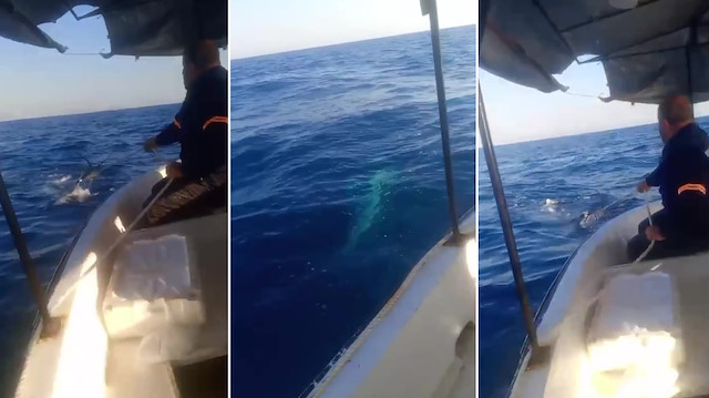 Akdeniz'de korku dolu anlar: Tekne halatına 7 metrelik köpek balığı takıldı