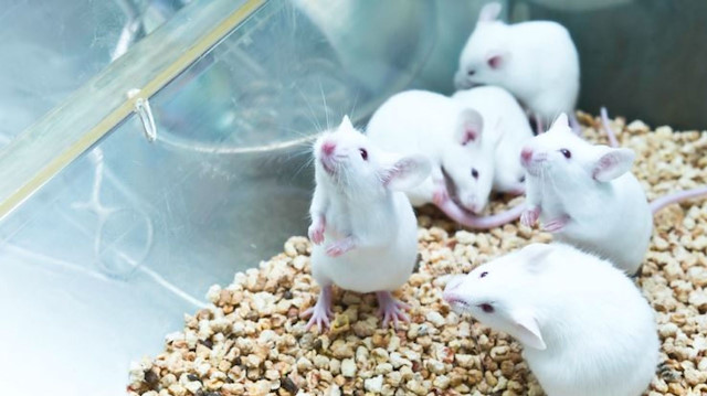 Bilim insanlarından yaşlanmaya meydan okuyan buluş: Farelerin ömrü yüzde 73 uzadı