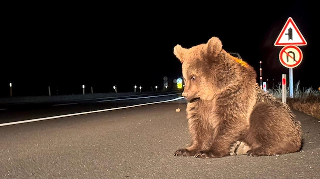 Yol kenarında üzgün ve bitkin halde bulundu: Minik bozayı kurtarılarak koruma altına alındı