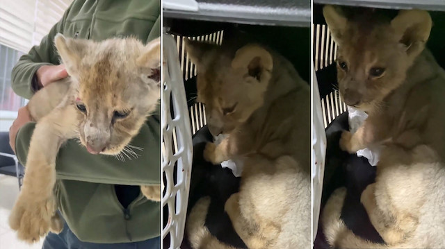 Goril "Zeytin"den sonra yeni misafir: Türkiye'ye kaçak yollarla getirilen yavru aslan koruma altında