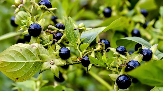 Ispanak sanıp yediler, zehirlendiler! Aynı aileden 11 kişi hastanelik oldu