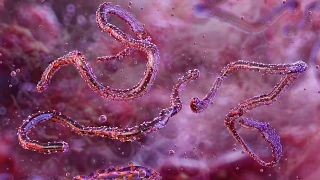 Ölümcül virüs hızla yayılıyor: Acil izolasyon alanları kuruldu