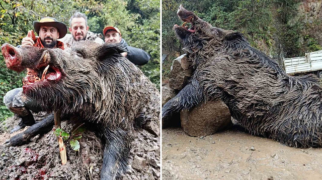 Görenler şoke oldu: Trabzon’da 300 kiloluk dev yaban domuzu yakalandı